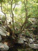 Ikaria - Mountain 1